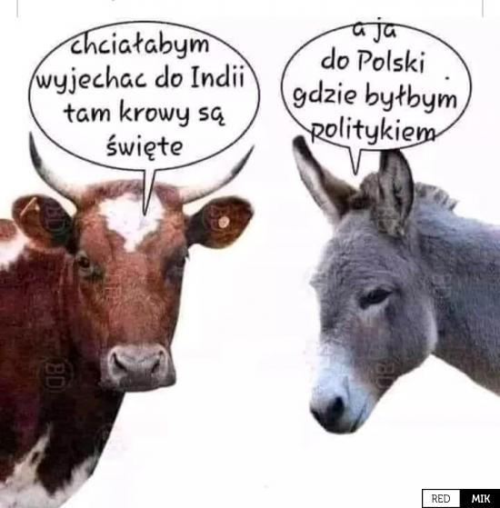 Polityk | Najlepsze Demotywatory, bardzo śmieszne obrazki, głupie memy i  grafiki | RedMik.pl